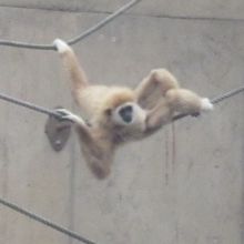 手足を巧みにロープに絡ませながら…。