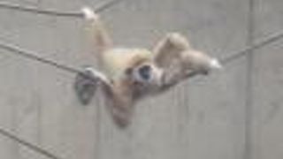 夏季営業期間は外でアクロバティックな動きが堪能できます