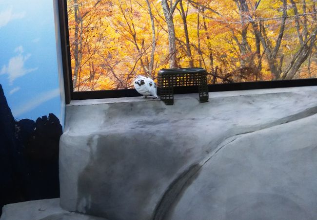 ニホンライチョウが見られる