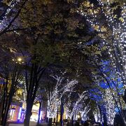 日中は紅葉、夜はライトアップ