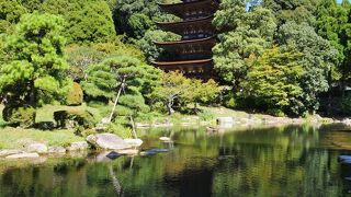 優雅な姿にうっとり