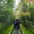 【高桐院 】拝観再開　しかし、苔がハゲていた…