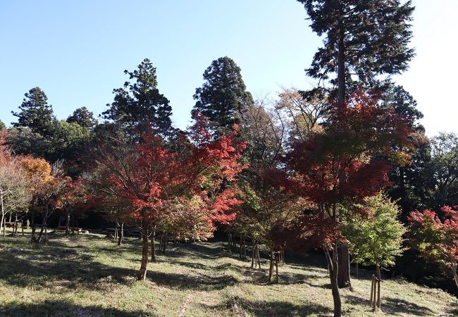 もみじの広場やもみじの回廊がある