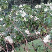 湖畔に咲いていました