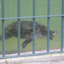 意外と愛らしいお顔をしたボルネオカワガメさんの様子