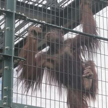 勿論、主役はオランウータンさん。時々アクロバティックな動きも