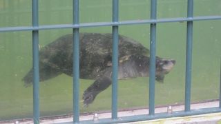 夏季営業期間中は、ボルネオカワガメさんの同居展示も楽しめるようになりました