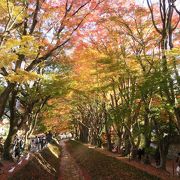 色鮮やかな紅葉の大木の回廊