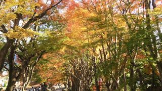 色鮮やかな紅葉の大木の回廊
