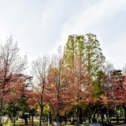 四季を通じてイベントに使われるしいのき迎賓館の裏手にある広々とした公園