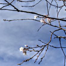 秋に咲く十月桜