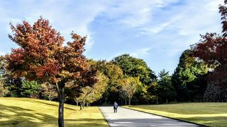 新丸広場は、金沢大学城内キャンパスの跡地、秋に咲く十月桜も見もの