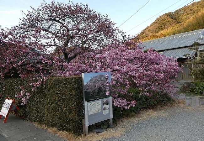 河津桜、原木が残ってます