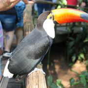 カラフルな鳥たちが見られる公園。イグアスの滝公園の入り口の前にあります