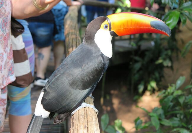 Brazil bird ブラジル　バード　アキツユコ Brazil bird ブラジル バード アキツユコ Brazil bird ブラジル
