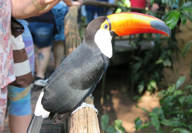 カラフルな鳥たちが見られる公園。イグアスの滝公園の入り口の前にあります