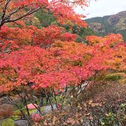 速報　白龍園の紅葉　2019/11/22