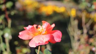 秋バラが少し残っていました