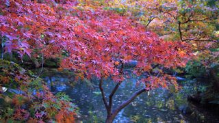 池田山公園　2019紅葉