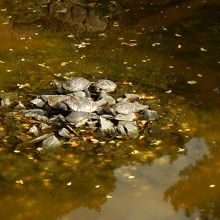 その池にはカメがたくさんいました