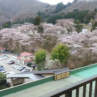 室内から桜が満開で奇麗でした。