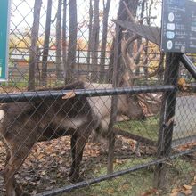 落ち葉が積もる舎内で餌を食むトナカイさんの様子