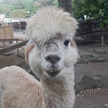 ミニ動物園のアルパカ