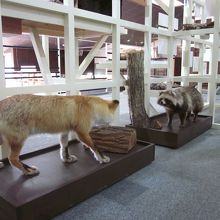 小動物達の剥製が展示