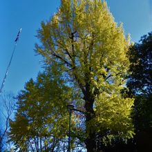 美術館前の銀杏