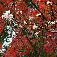 冬桜が咲いていました