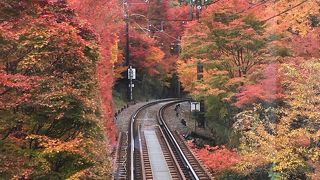 速報　叡山電鉄もみじのトンネルの紅葉　2019/11/22