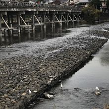 サギがかわいい 2019年11月22日