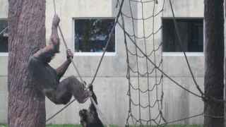 夏季営業期間終了間際の時期でしたが、元気に外で動き回っていました