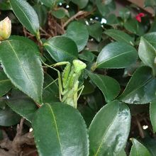 カマキリがご挨拶です。