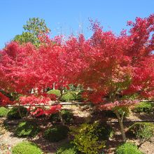 善水寺の紅葉で～す！