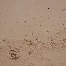 くらげがいました