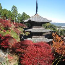 ドウダンツツジの紅葉に映える三重塔