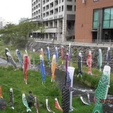 女鳥羽川の鯉のぼり