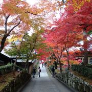 今年最高の紅葉