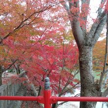 愛知川沿いの紅葉