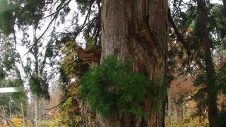 アルペンルート内のバス