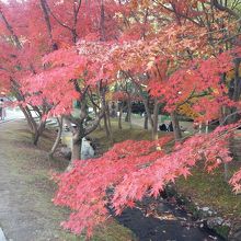 にれの池付近の水路