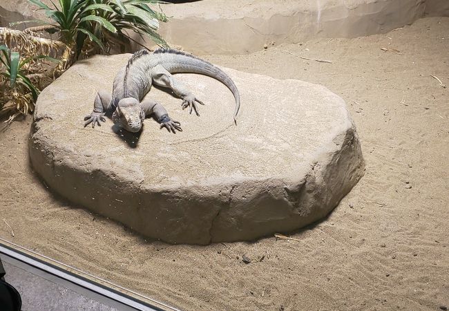 円山動物園 は虫類 両生類館 クチコミ アクセス 営業時間 札幌 フォートラベル