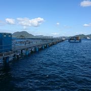 うさぎの島から大三島