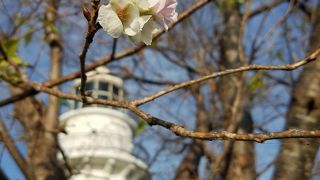 11月、桜が咲いてました！