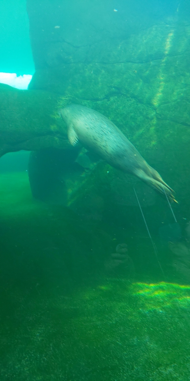 ゴマアザラシが優雅に泳いでいます