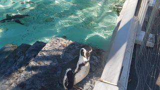 ペンギンを近くで見れます