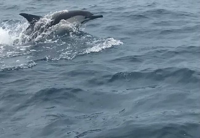 土佐湾でイルカの大群との出会い