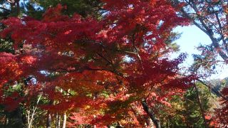 紅葉綺麗でした