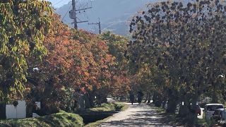 柳坂曽根の櫨並木